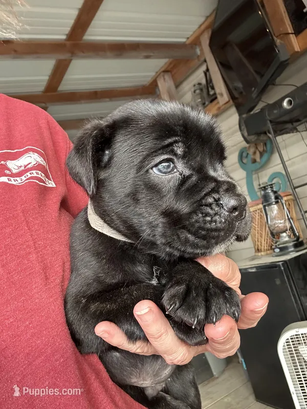 Gray Collar – Cane Corso puppy for sale in Charleston, AR