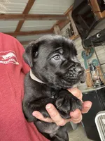 Gray Collar, a male Cane Corso for sale in Charleston, AR – 1 of 7