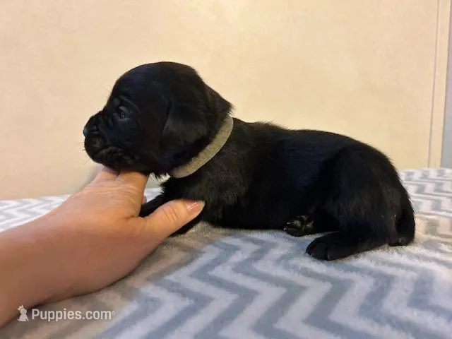 Gray Collar – Cane Corso puppy for sale in Charleston, AR