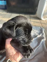 Gray Collar, a male Cane Corso for sale in Charleston, AR – 6 of 7