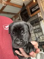 Gray Collar, a male Cane Corso for sale in Charleston, AR – 5 of 7