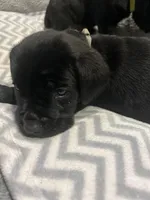 Gray Collar, a male Cane Corso for sale in Charleston, AR – 3 of 7