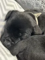 Gray Collar, a male Cane Corso for sale in Charleston, AR – 2 of 7