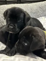 Gray Collar, a male Cane Corso for sale in Charleston, AR – 4 of 7