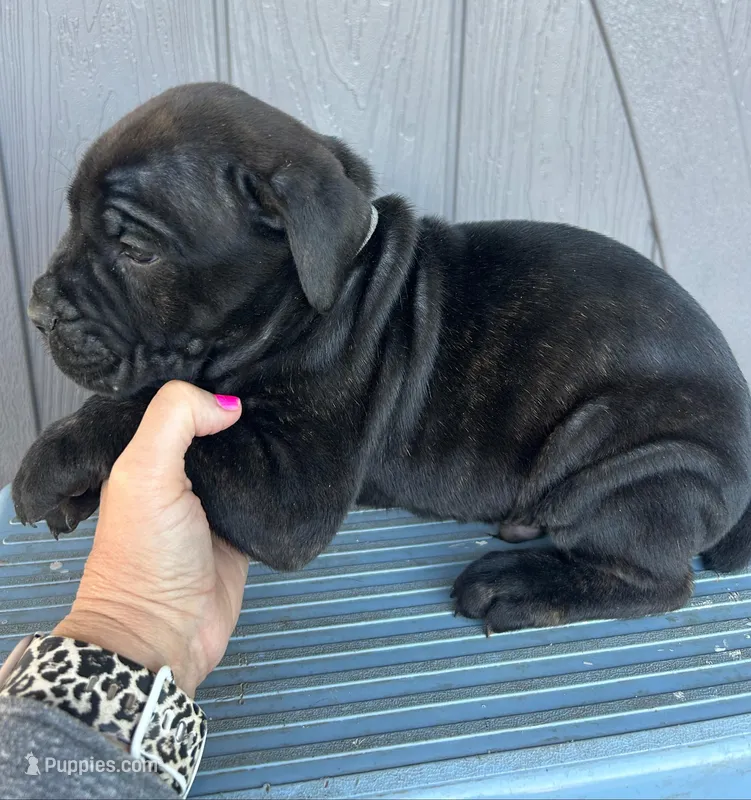 Light Blue Collar – Cane Corso puppy for sale in Charleston, AR