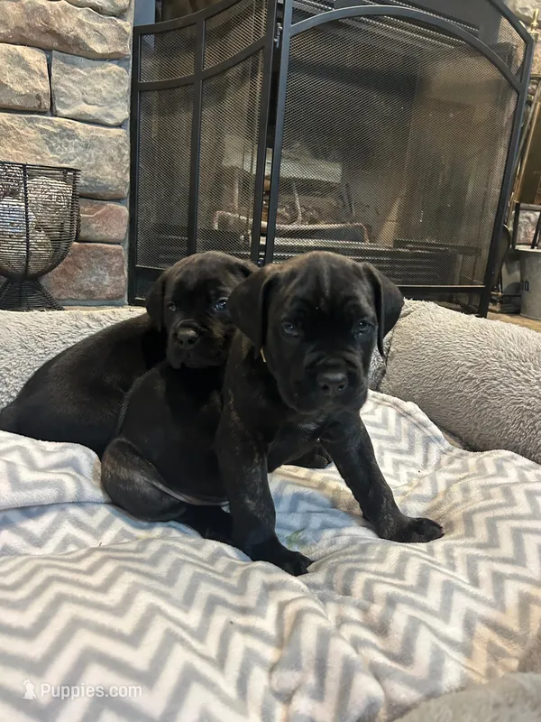 Tan Collar – Cane Corso puppy for sale in Charleston, AR