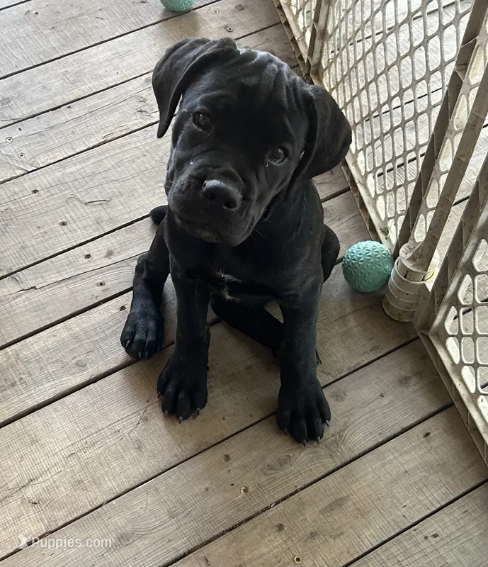 Light Pink Collar – Cane Corso puppy for sale in Charleston, AR