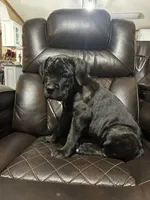 Brown Collar, a male Cane Corso for sale in Charleston, AR – 3 of 6
