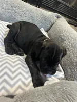 Tan Collar, a male Cane Corso for sale in Charleston, AR – 8 of 8