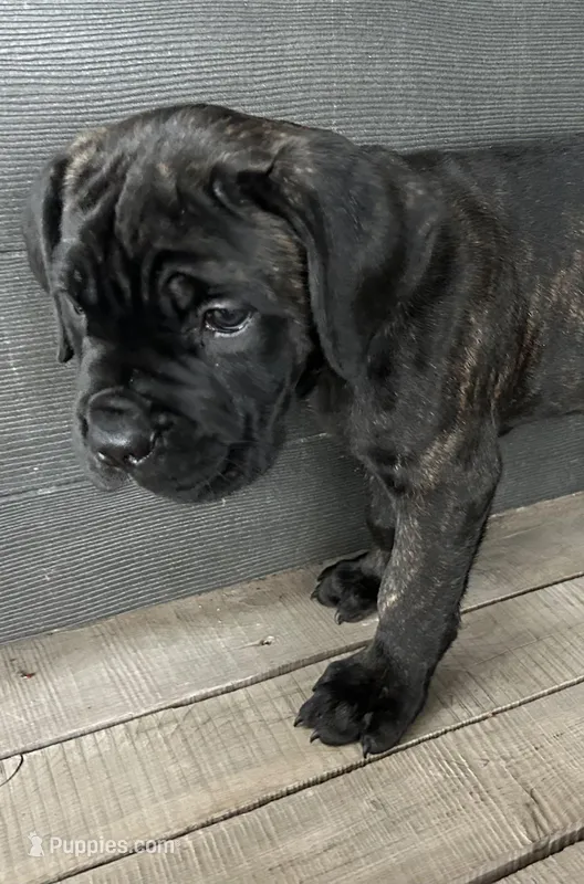 Tan Collar – Cane Corso puppy for sale in Charleston, AR