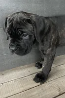 Tan Collar, a male Cane Corso for sale in Charleston, AR – 3 of 8