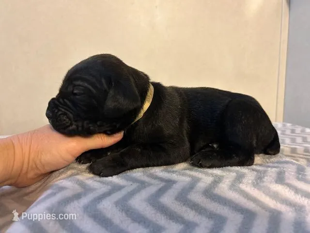 Tan Collar – Cane Corso puppy for sale in Charleston, AR