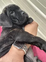Tan Collar, a male Cane Corso for sale in Charleston, AR – 6 of 8