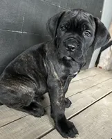 Tan Collar, a male Cane Corso for sale in Charleston, AR – 4 of 8