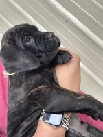 Tan Collar, a male Cane Corso for sale in Charleston, AR – 5 of 8