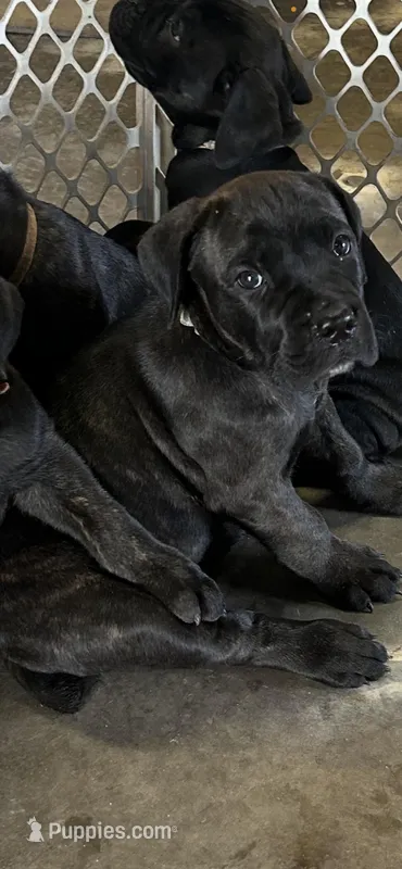 Light Blue Collar – Cane Corso puppy for sale in Charleston, AR
