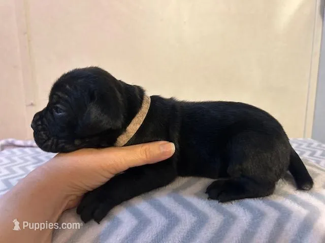 Light Blue Collar – Cane Corso puppy for sale in Charleston, AR