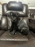 Brown Collar, a male Cane Corso for sale in Charleston, AR – 2 of 6