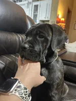 Light Blue Collar, a male Cane Corso for sale in Charleston, AR – 4 of 7