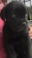 Light Green Collar, a male Cane Corso for sale in Charleston, AR – 2 of 3