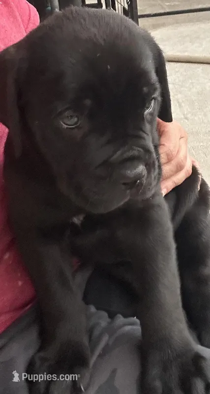 Light Green Collar – Cane Corso puppy for sale in Charleston, AR