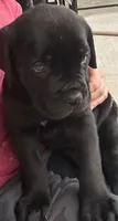 Light Green Collar, a male Cane Corso for sale in Charleston, AR – 1 of 3