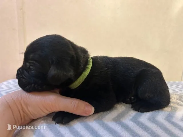 Light Green Collar – Cane Corso puppy for sale in Charleston, AR