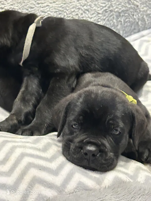 Light Green Collar – Cane Corso puppy for sale in Charleston, AR