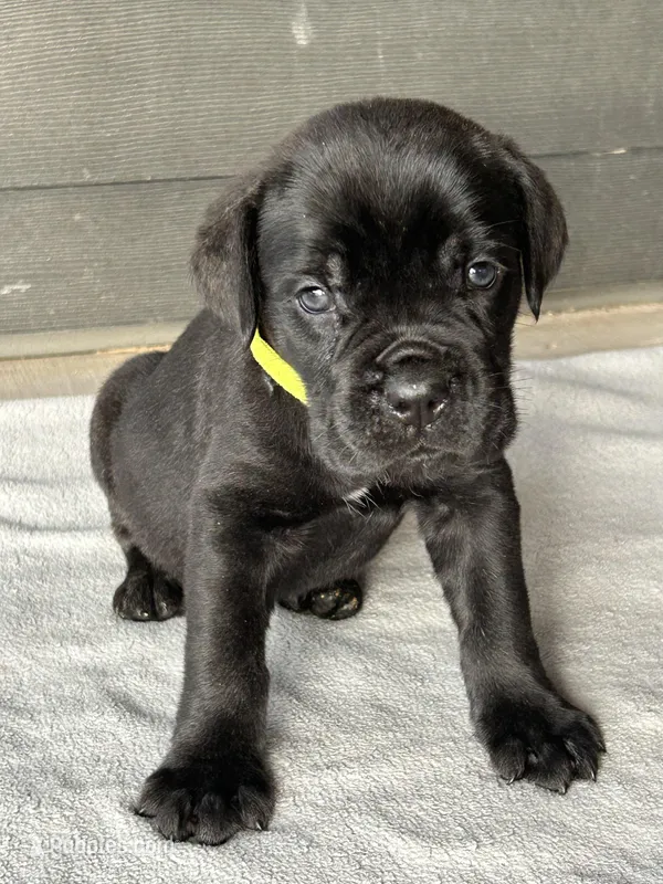 Light Green Collar – Cane Corso puppy for sale in Charleston, AR