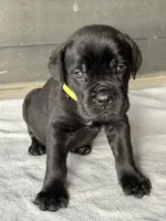 Light Green Collar, a male Cane Corso for sale in Charleston, AR – 3 of 3