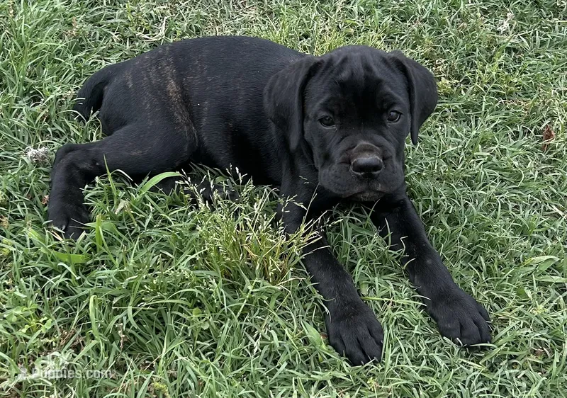 Tan Collar – Cane Corso puppy for sale in Charleston, AR
