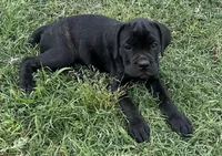 Tan Collar, a male Cane Corso for sale in Charleston, AR – 1 of 8