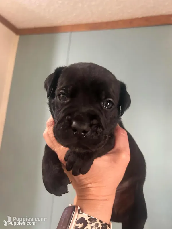 Brown Collar – Cane Corso puppy for sale in Charleston, AR