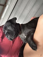 Brown Collar, a male Cane Corso for sale in Charleston, AR – 5 of 6