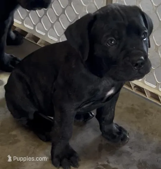 Brown Collar – Cane Corso puppy for sale in Charleston, AR