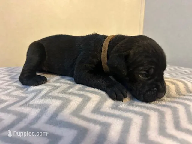 Brown Collar – Cane Corso puppy for sale in Charleston, AR