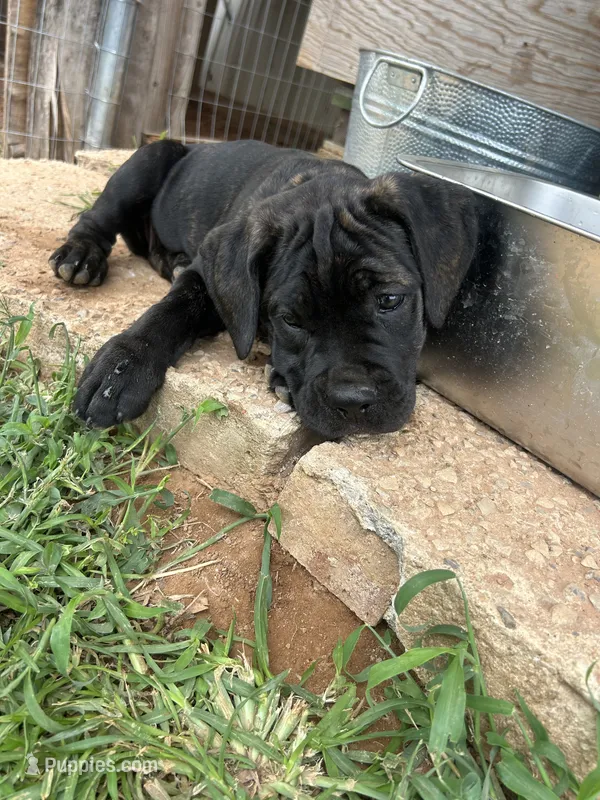 Dark Pink Collar – Cane Corso puppy for sale in Charleston, AR