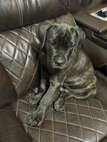Light Blue Collar, a male Cane Corso for sale in Charleston, AR – 6 of 7