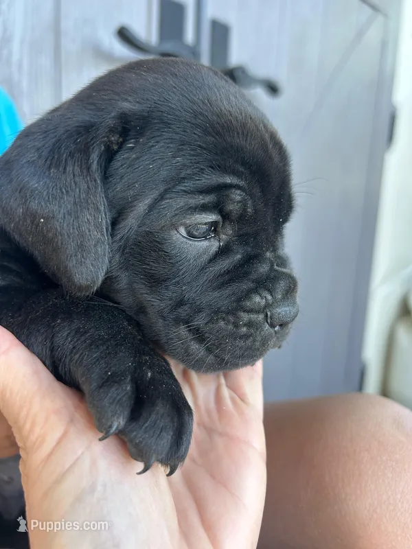 Gray Collar – Cane Corso puppy for sale in Charleston, AR
