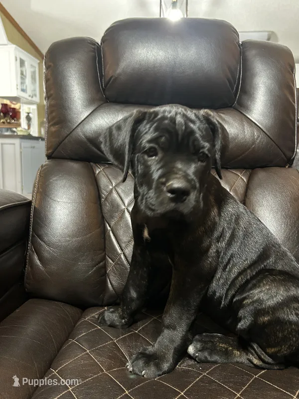 Brown Collar – Cane Corso puppy for sale in Charleston, AR