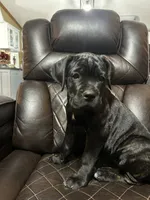 Brown Collar, a male Cane Corso for sale in Charleston, AR – 1 of 6