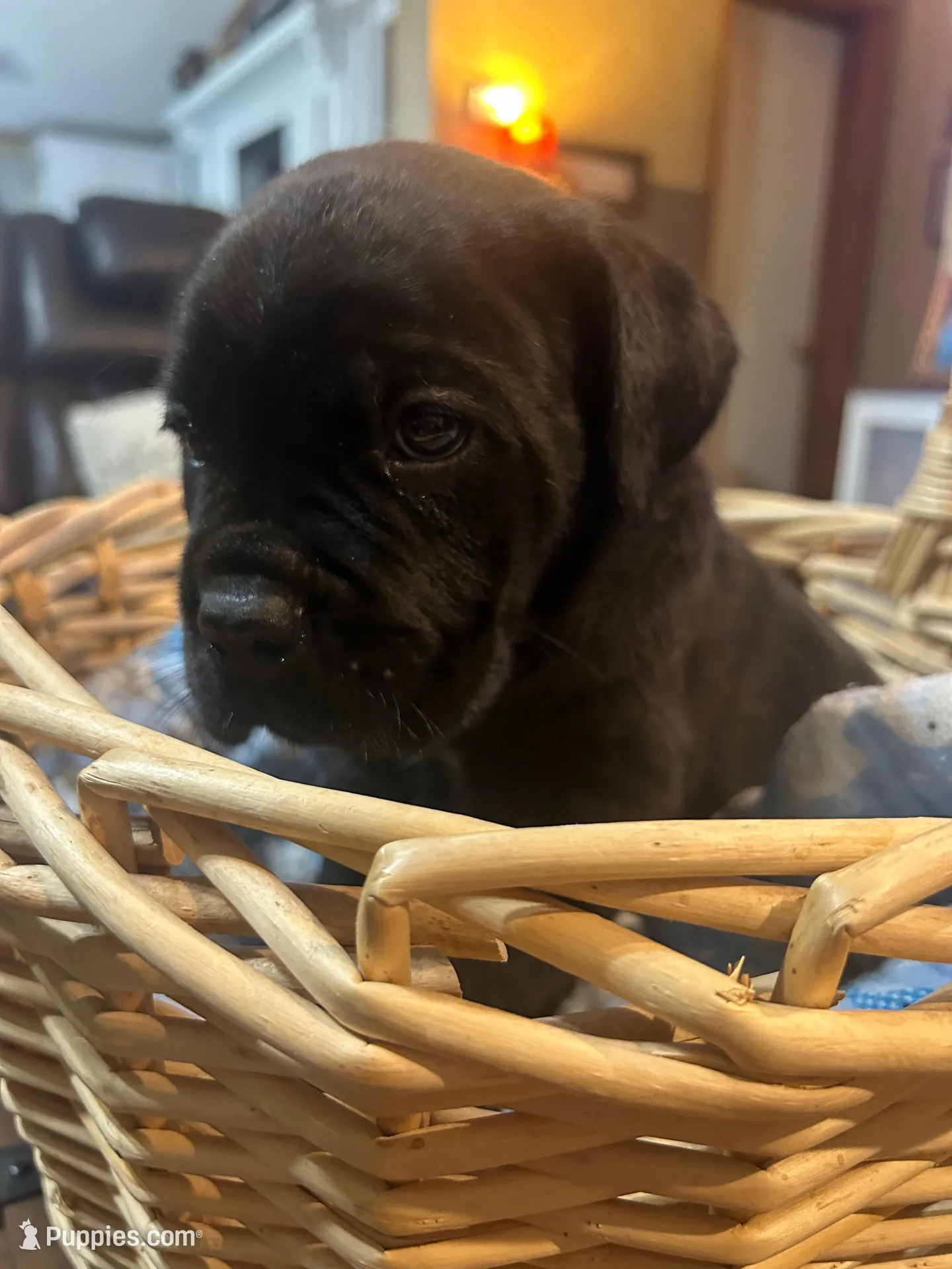 Tan Collar, a male Cane Corso for sale in Charleston, AR – 7 of 8