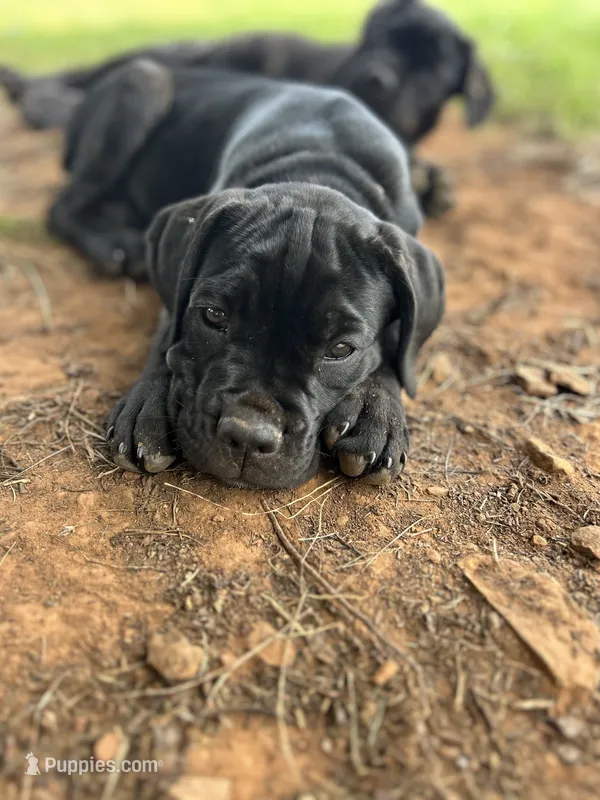 Light Pink Collar – Cane Corso puppy for sale in Charleston, AR