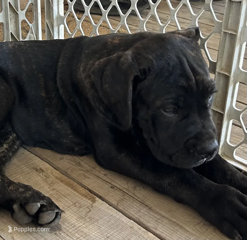 Dark Pink Collar – Cane Corso puppy for sale in Charleston, AR