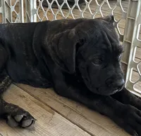 Dark Pink Collar, a female Cane Corso for sale in Charleston, AR – 1 of 4