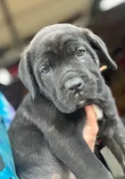 Orange Collar, a male Cane Corso for sale in Charleston, AR – 2 of 8