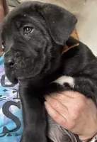 Orange Collar, a male Cane Corso for sale in Charleston, AR – 3 of 8