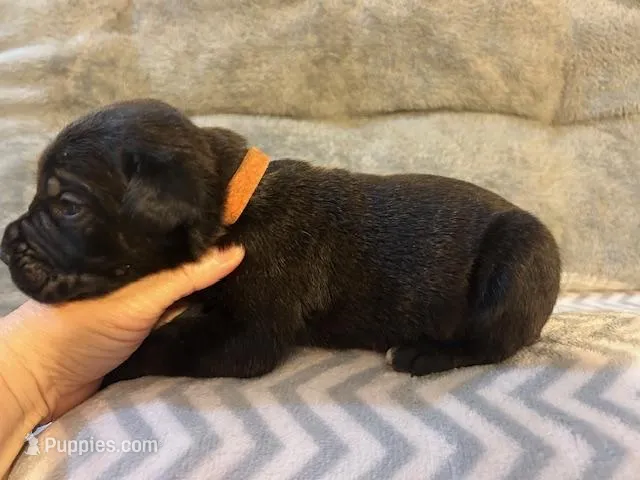 Orange Collar – Cane Corso puppy for sale in Charleston, AR