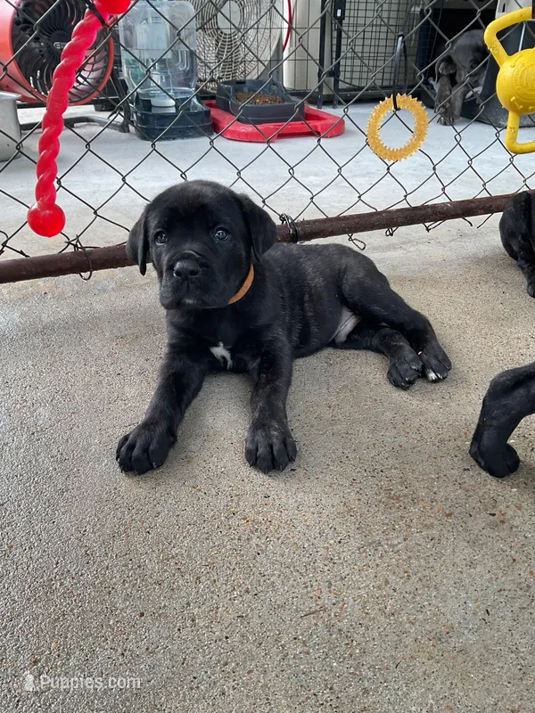 Orange Collar – Cane Corso puppy for sale in Charleston, AR