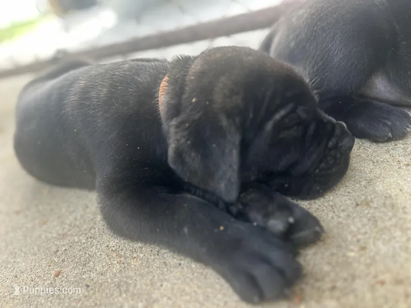 Orange Collar – Cane Corso puppy for sale in Charleston, AR